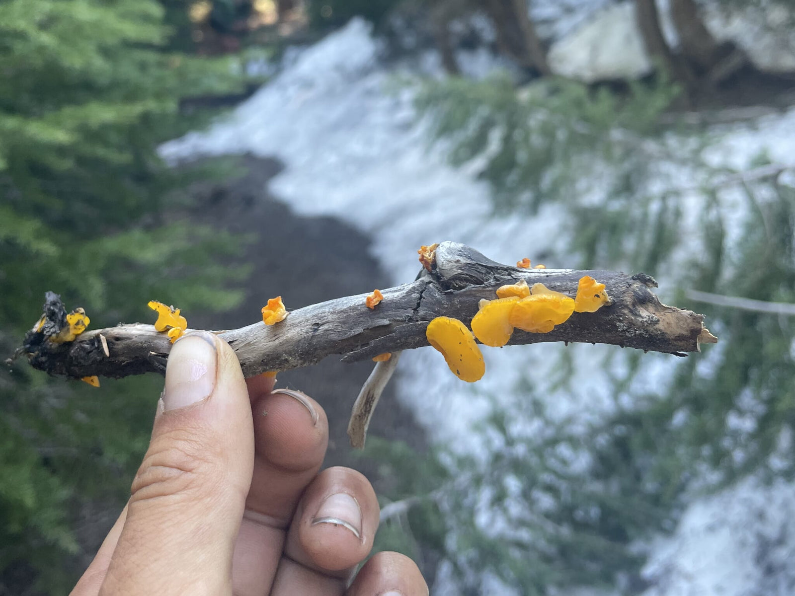 Trail Update: Northern California