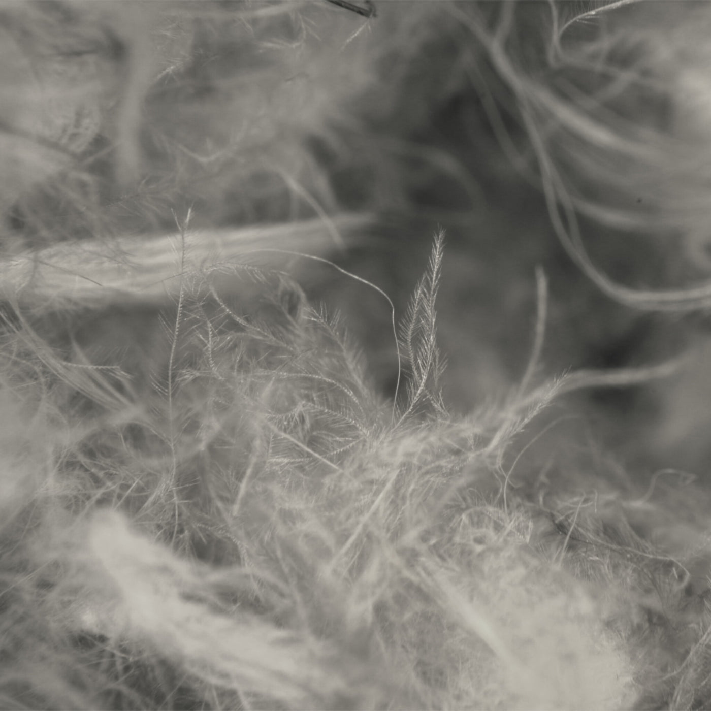 Close-up of premium down insulation fibers used in Zenbivy sleeping bags and quilts, providing lightweight warmth for backpacking.