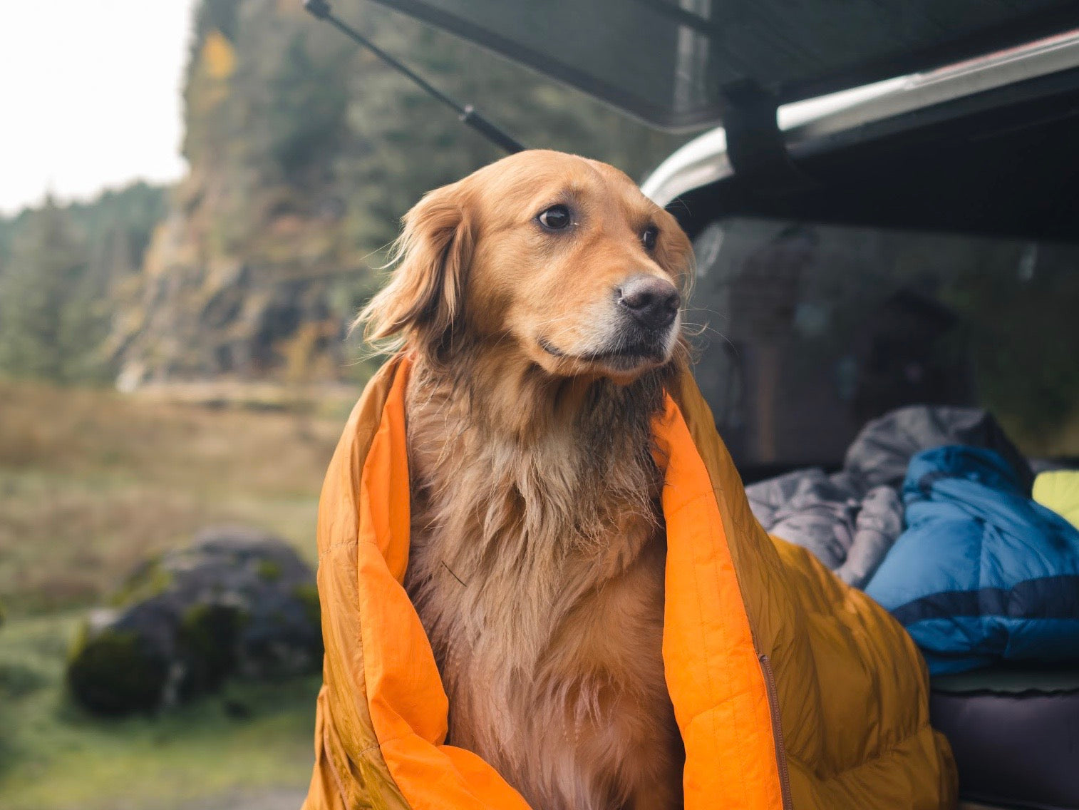 best dog for hiking and camping
