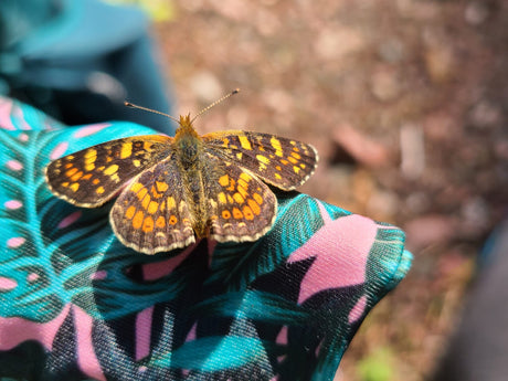 A Struggling Naturalist