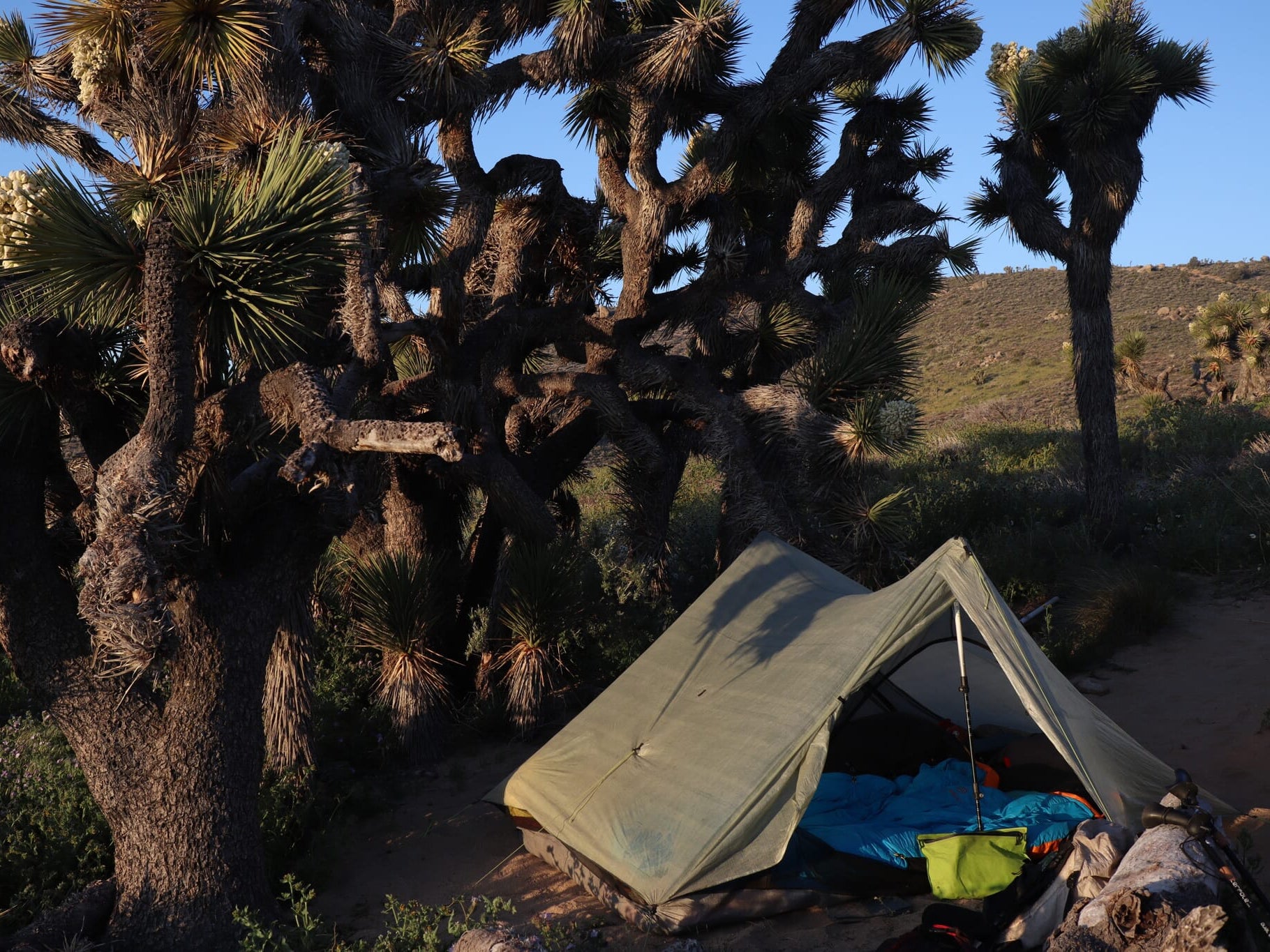 Joshua Trees, Kernville, and Deciding on the Sierras
